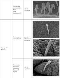 Image result for Polystachya campyloglossa