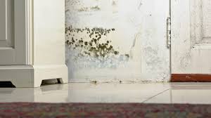 Wetness and wetness are amongst the leading causes of mold development, so it is in your finest interest to how to remove mold from basement walls totally dry. Can Black Mold Kill You Fortunately Probably Not