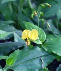 Image result for Aneilema zebrinum