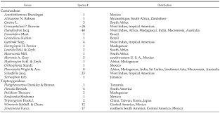 Image result for Allocassine laurifolia
