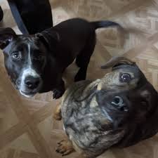 Most people assume that a german shepherd pitbull mix full grown dog will be aggressive and difficult to manage. Coco German Shepherd Pit Mix Family Home Facebook