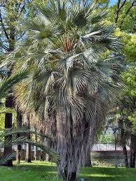 Image result for Triumfetta brachyceras