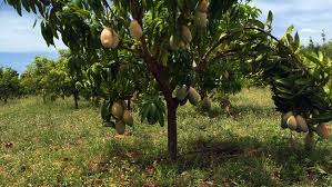 Carrie is a fiberless florida cultivar that is sickening sweet and delicious as can be. Modern Day Mango Plantations Short And Sweet Businesstoday