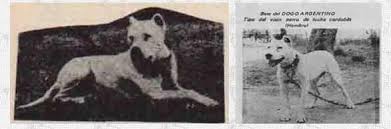 Pin On Extinct Domestic Animals
