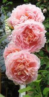David Austin Rose Abraham Darby One Of My Favorites Beautiful Flowers Pretty Flowers Pink Flowers
