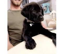 Labrador retrievers are the most popular breed in the united states and the united kingdom. 3 Months Old Black Lab Puppy For Sale In Wilmington North Carolina Puppies For Sale Near Me