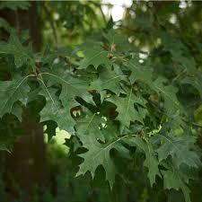 Image result for oak sapling