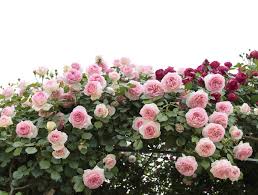 Bunga mawar pelangi atau rainbow rose flower ini tentunya sangatlah unik. Cara Menanam Dan Menjaga Bunga Ros Agar Subur Dan Cantik Iproperty Com My