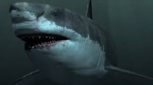 Because sharks are constantly shedding their teeth—thousands and thousands over the course of a lifetime—megalodon teeth have been. Megalodon History S Largest Predator That Mysteriously Vanished