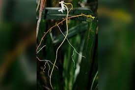 Image result for Solenangis