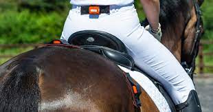 Evaluation And Treatment Of Horses With Back Pain Veterinary Practice