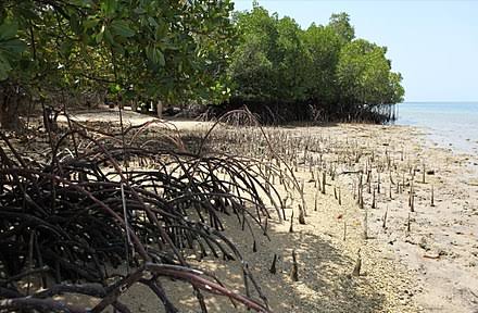 Image result for Salt pans, mangroves to go as Centre plans expansion: Mumbai's Degradation"