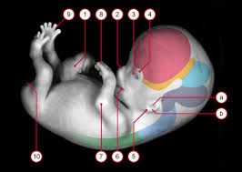 Select All The Correct Images, Which Organisms Undergo Carnegie Stages?