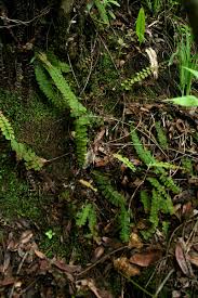 Image result for Adiantum incisum