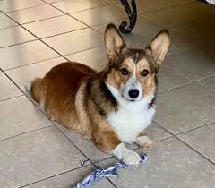 It can adapt well to most climates, and though it can be made to live outdoors, the pembroke corgi will be happier sharing space with its people. 3 Best Corgi Breeders In Ohio 2021 We Love Doodles