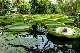 Ontdek 18 000 plantensoorten waarvan meer dan de helft in het plantenpaleis groeit. Baby S Gaan Weer Op De Foto Op Reuzenbladeren In Plantentuin Meise Meise Hln Be