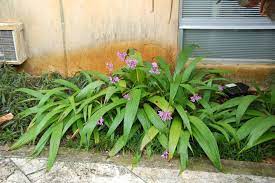 Spathoglottis Philippine Ground Orchid Ground Orchids Orchids Plants