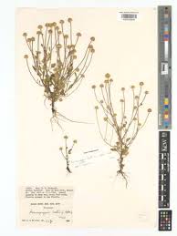 Image result for Anisopappus chinensis