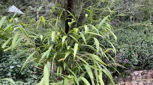 Image result for Setaria petiolata