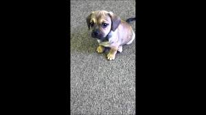 The pug dachshund mix is an up and coming designer dog breed that crosses the pug and the dachshund in an attempt to combine both of their cutest traits into one dog. Pug Dachshund Mix Pugshund Shop For Your Cause