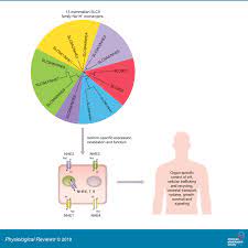 American Journal of Physiology - American Physiological Society