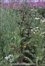 Image result for Sonchus schweinfurthii