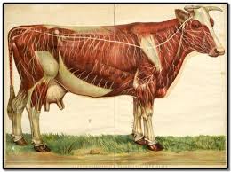 bovine anatomy wall chart wageningen ur cow illustration