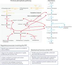(from apa style (7th edition, albert s. The Return Of Metabolism Biochemistry And Physiology Of The Pentose Phosphate Pathway Stincone 2015 Biological Reviews Wiley Online Library