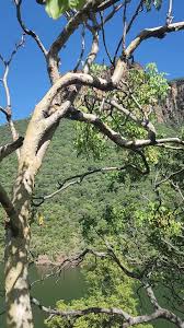 Image result for Steganotaenia