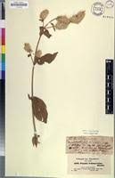 Image result for Cyathula cylindrica