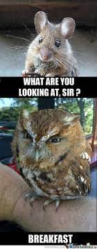 Mr Owl Owl Meme Owl Trash Panda