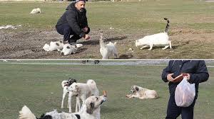 Koyun Kedi Ve Kopekleri Muhtara Emanet