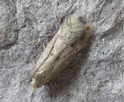 Image result for Bryotropha similis