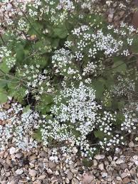 Image result for Pimpinella trifurcata