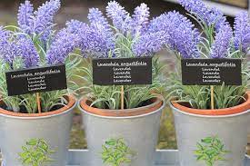 Growing lavender plants is an easy endeavor provided you give them what they need. How To Grow Lavender Care Tips For Growing Lavender Plant