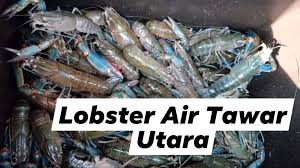 Beli lobster air tawar online berkualitas dengan harga murah terbaru 2021 di tokopedia! Lobster Air Tawar Home Facebook