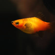 Treating Columnaris Disease In Aquarium Fish