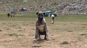 Huge Young Kangal Dogs Stock Video C Kaspriestess 98345008