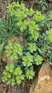 Image result for Euphorbia granulata