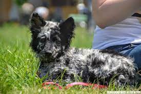 Mudi puppies for sale usa. Mudi Information Dog Breed Facts Dogell Com