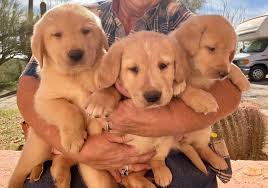 Of course, the right puppy for your needs it's also important that you handle the golden retriever puppy before purchasing. Liberty Haven Ranch Puppies