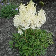 White Astilbe Astilbe Astilbe Arendsii Perennials