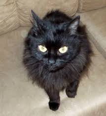 My Long Haired Burmese Ebony Animals Pets Ebony