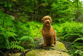 Thinking about a golden retriever poodle mix dog? Goldendoodle Is The Golden Retriever Poodle Mix Right For You Pawleaks