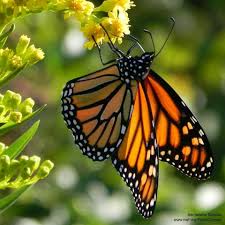 Help Save The Monarch Plant Milkweed Monarch Butterfly Migration National Wildlife Federation Monarch