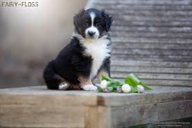 Bitte kaufen sie keine welpen der rasse australian shepherd oder andere rassehunde per vorkasse über western union. In Memorandum Of Stan Lee Mini Aussie Wurf Berny Strolch Fairy Floss Mini Aussies Miniature Australian Shepherd