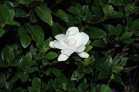 Check out the 2.25 gal. Jubilation Gardenia Calloway S Nursery