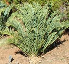 Image result for Encephalartos senticosus