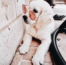Vamos Con El Flow Sevimli Kopek Yavrulari Sevimli Hayvan Yavrulari Ve Evcil Hayvanlar