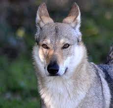 Courant d'air recueil de chansons enregistrées. Accueil Elevage Des Feux D Or Eleveur De Chiens Chien Loup Tchecoslovaque